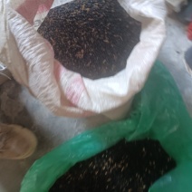 干种子，今年新货，出芽率好