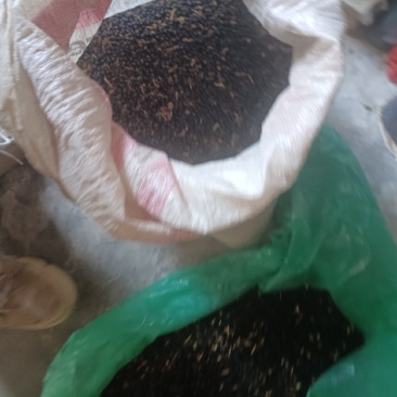干种子，今年新货，出芽率好