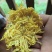 金丝皇菊