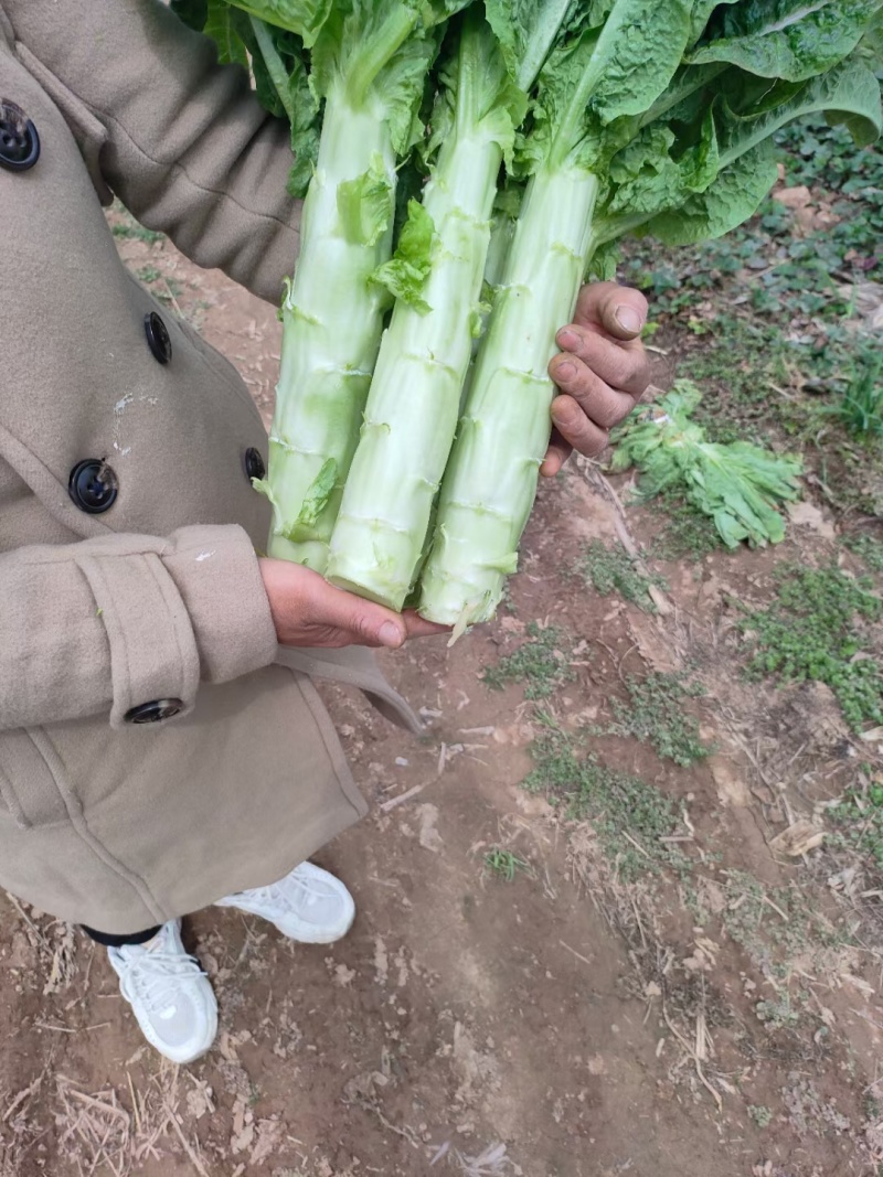 陕西大棚莴笋大量上市了，一手货源，代发全国
