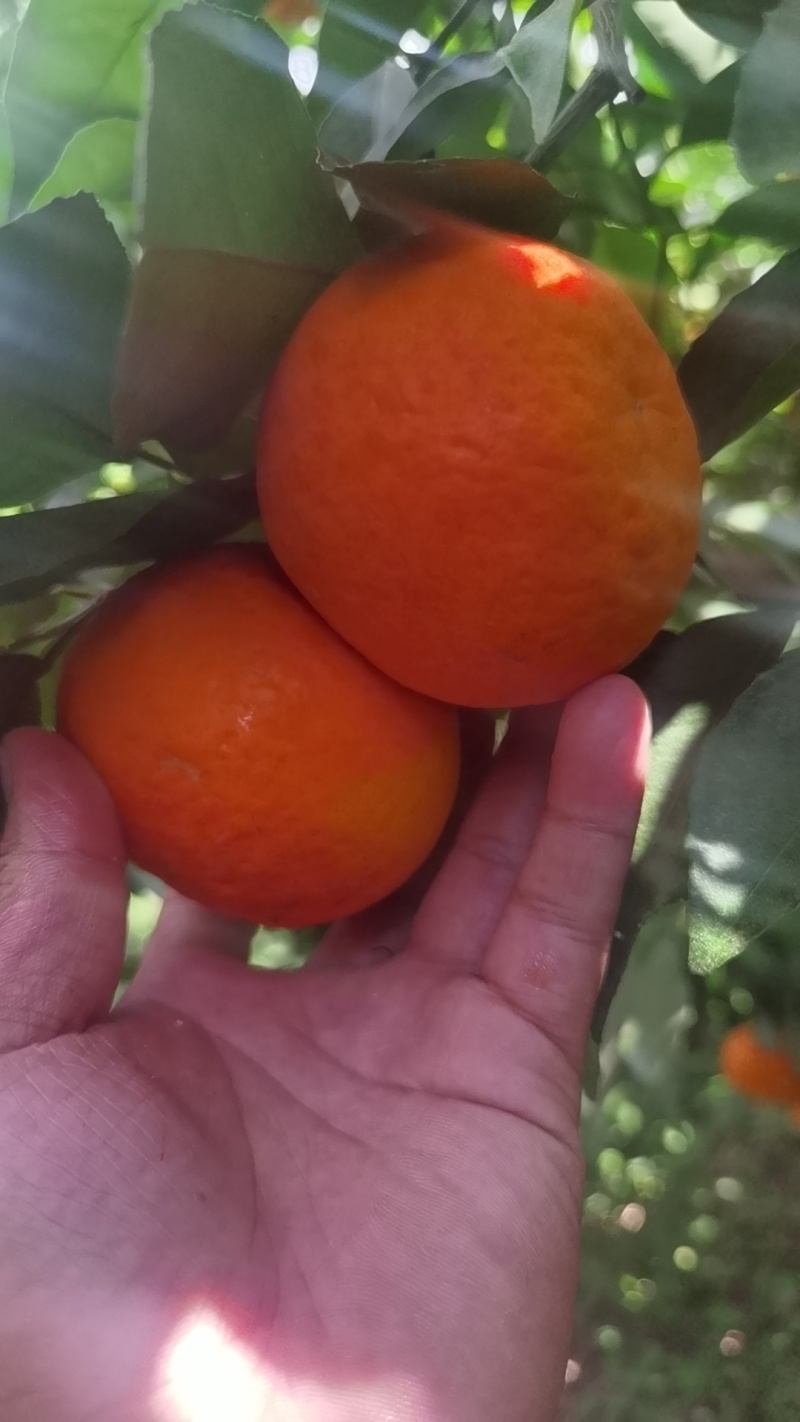 红橘樟沃柑