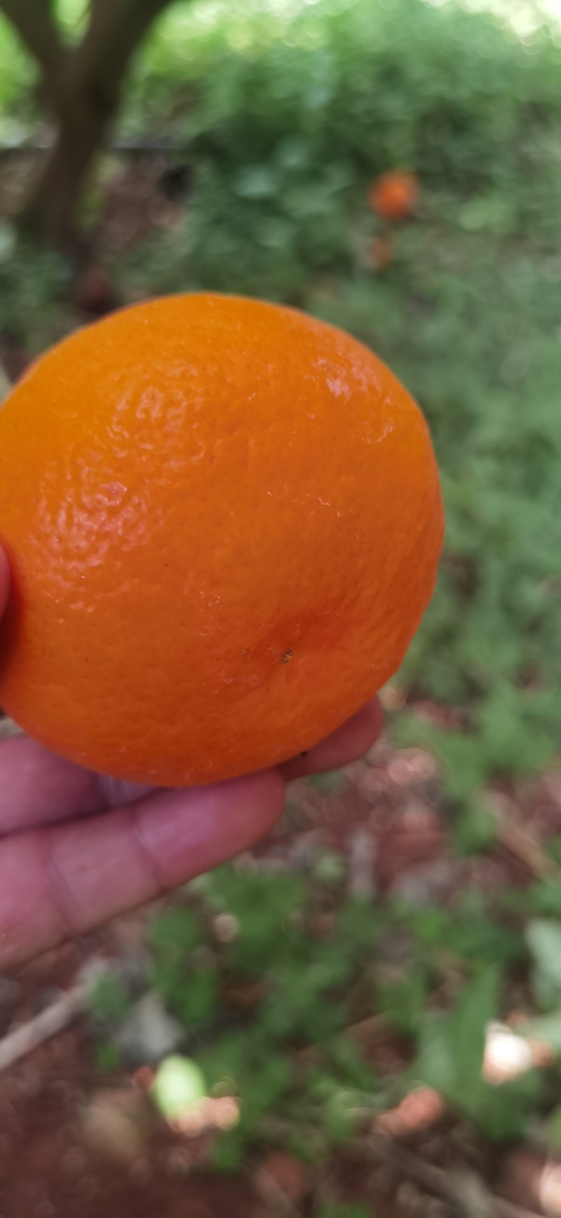 红橘樟沃柑