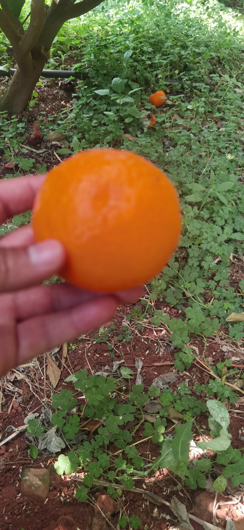 红橘樟沃柑