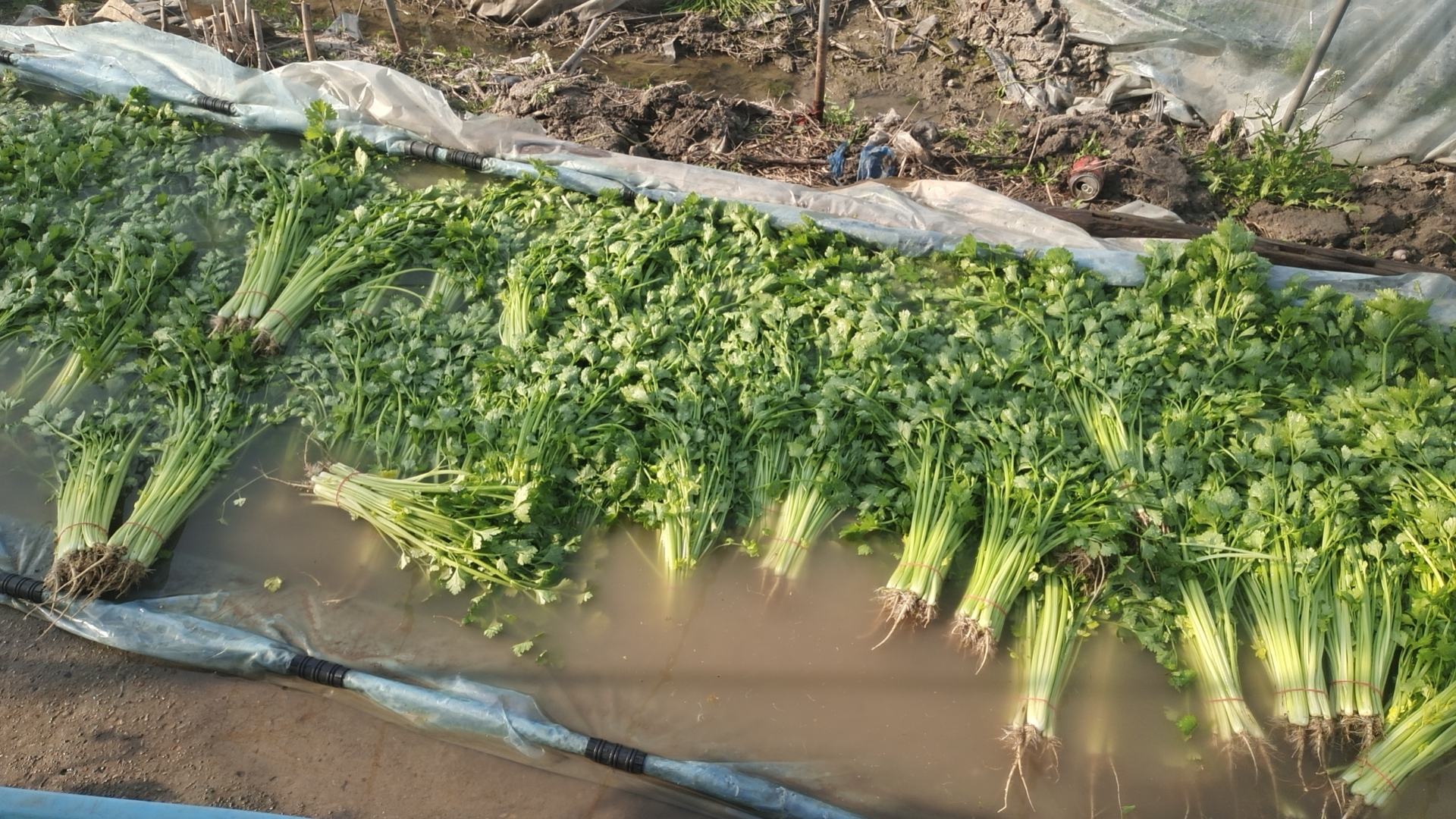 芹菜带根再生示意图