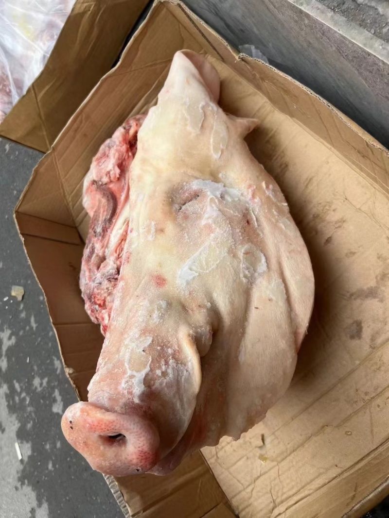 带耳目猪头干净无毛