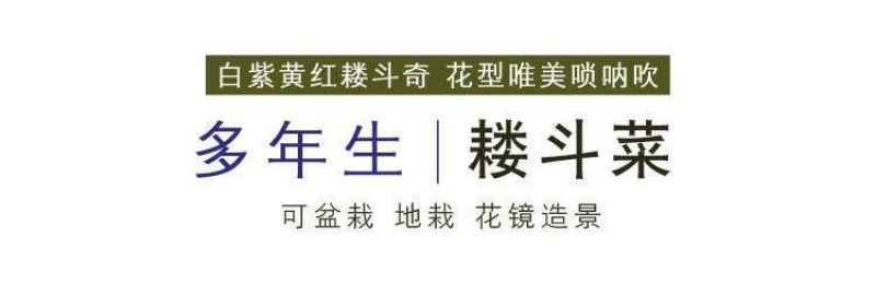 耧斗菜种子，花草种子四季多播易种室内阳台盆栽夏季花卉种子