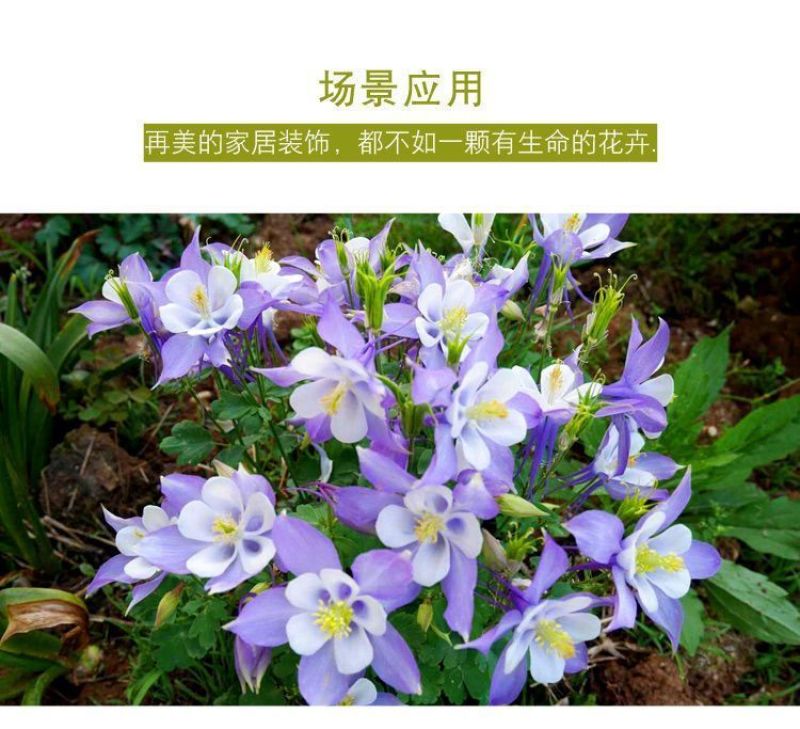 耧斗菜种子，花草种子四季多播易种室内阳台盆栽夏季花卉种子