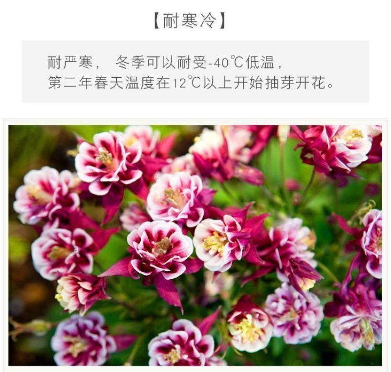 耧斗菜种子，花草种子四季多播易种室内阳台盆栽夏季花卉种子