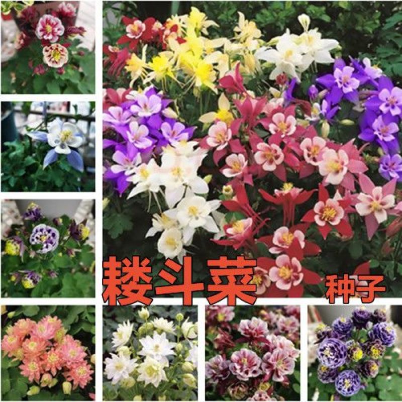 耧斗菜种子，花草种子四季多播易种室内阳台盆栽夏季花卉种子