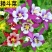 耧斗菜种子，花草种子四季多播易种室内阳台盆栽夏季花卉种子