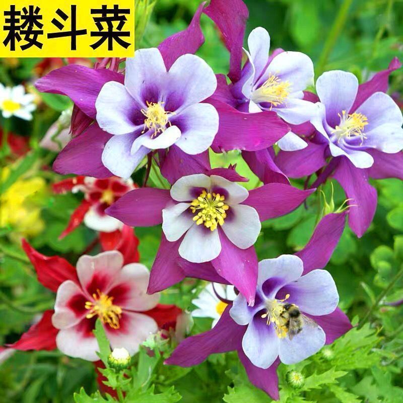 耧斗菜种子，花草种子四季多播易种室内阳台盆栽夏季花卉种子