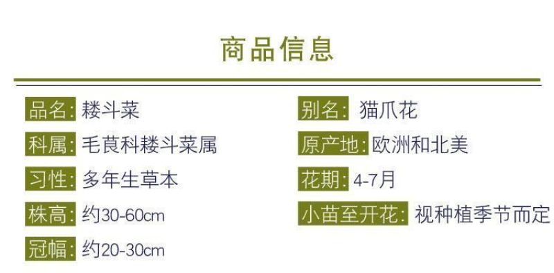 耧斗菜种子，花草种子四季多播易种室内阳台盆栽夏季花卉种子
