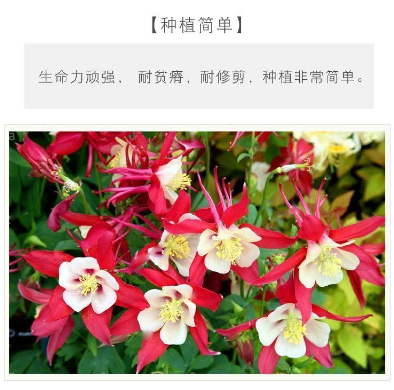 耧斗菜种子，花草种子四季多播易种室内阳台盆栽夏季花卉种子