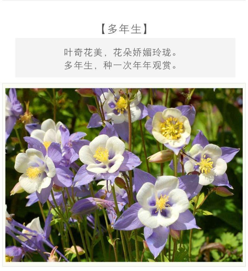 耧斗菜种子，花草种子四季多播易种室内阳台盆栽夏季花卉种子