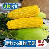 太阳花水果玉米现摘现发，支持一件商场市场供应
