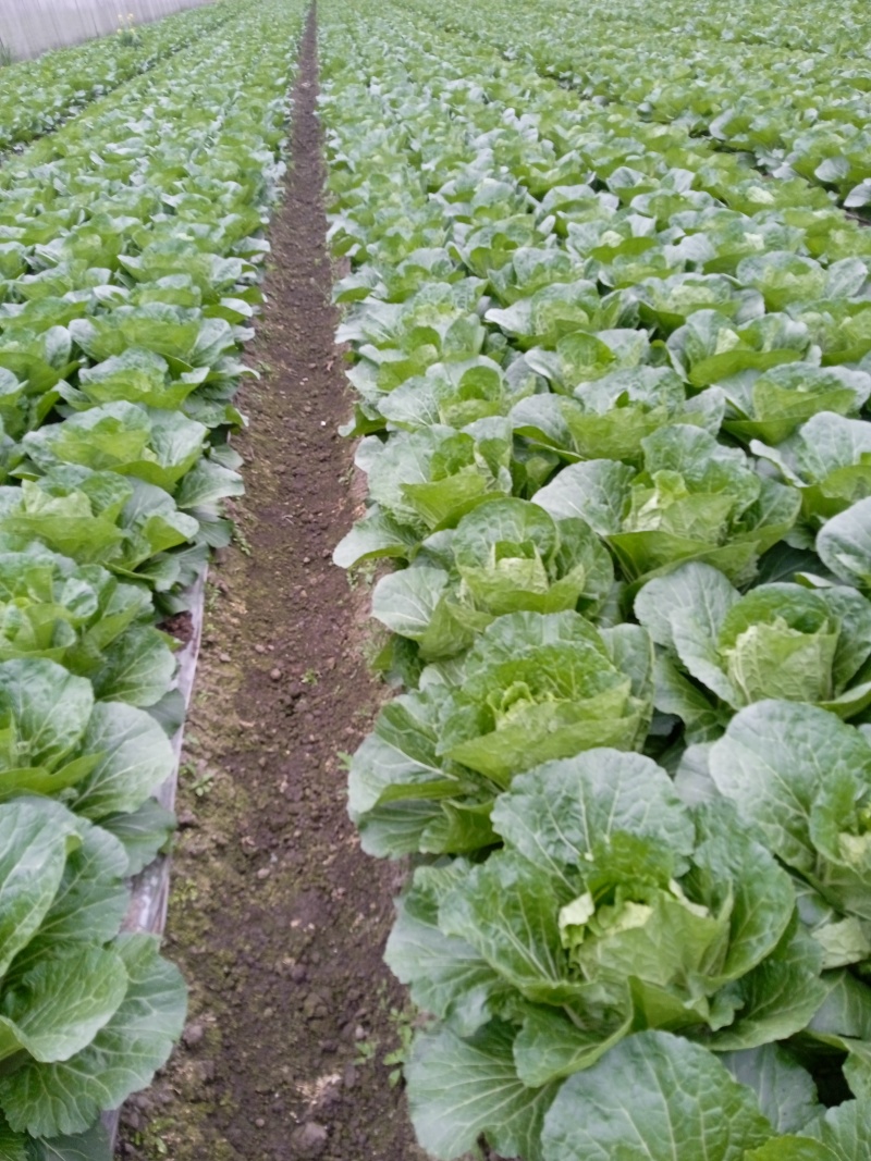 大白菜正大量上市中