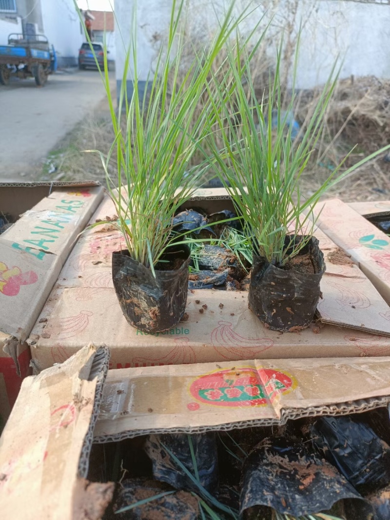 毛冠草糖蜜草常年销售各种绿化苗木基地直销。