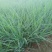 毛冠草糖蜜草常年销售各种绿化苗木基地直销。