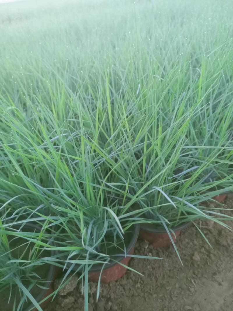 毛冠草糖蜜草常年销售各种绿化苗木基地直销。