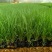 毛冠草糖蜜草常年销售各种绿化苗木基地直销。