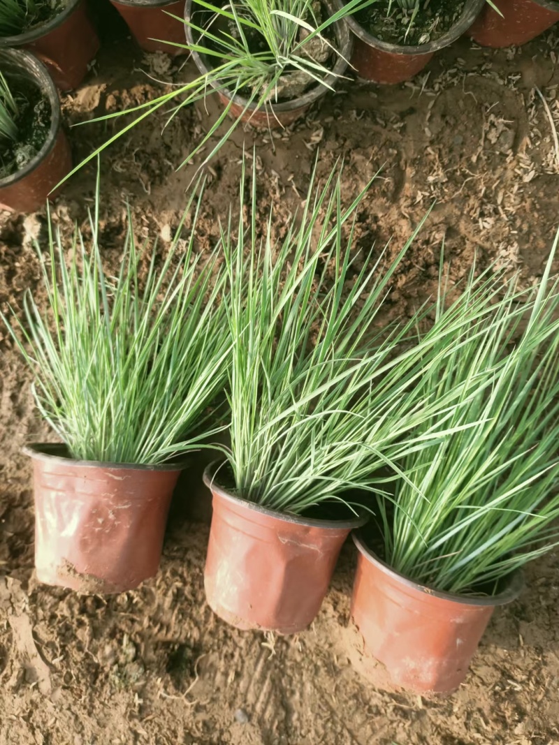 毛冠草糖蜜草常年销售各种绿化苗木基地直销。