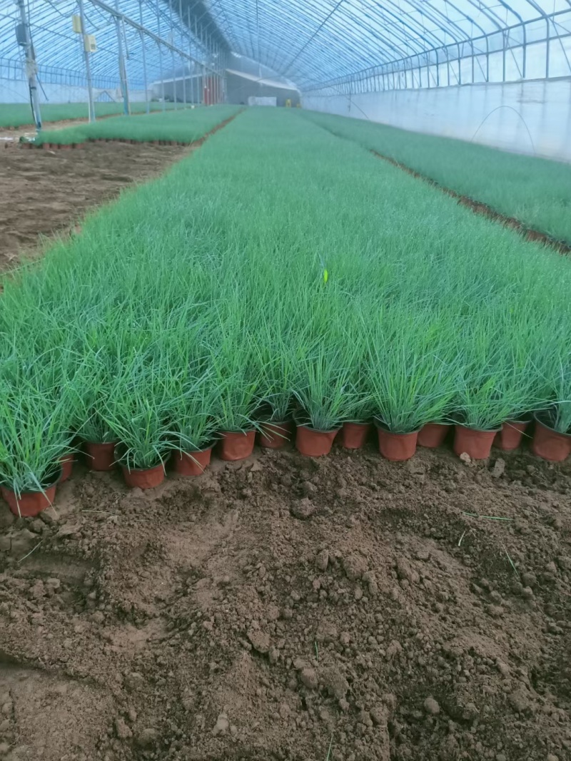 毛冠草糖蜜草常年销售各种绿化苗木基地直销。