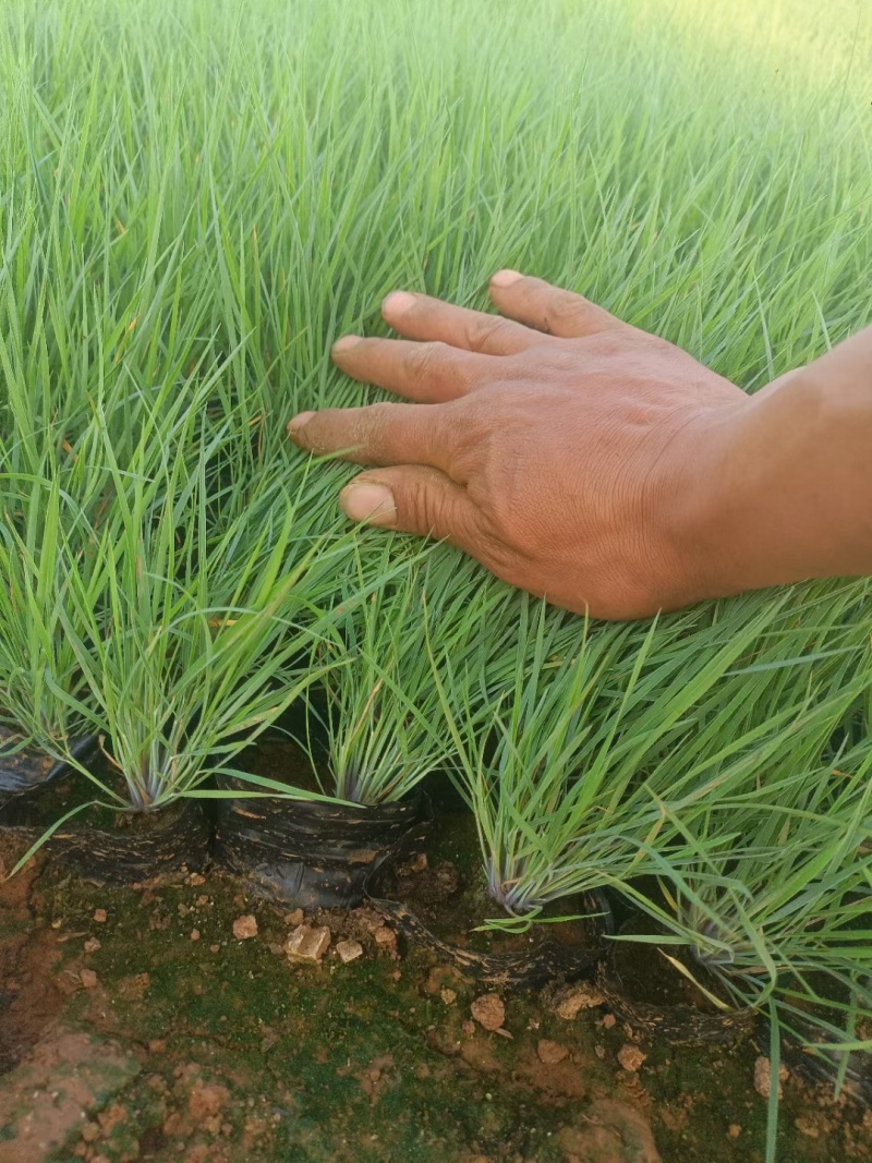 毛冠草糖蜜草常年销售各种绿化苗木基地直销。