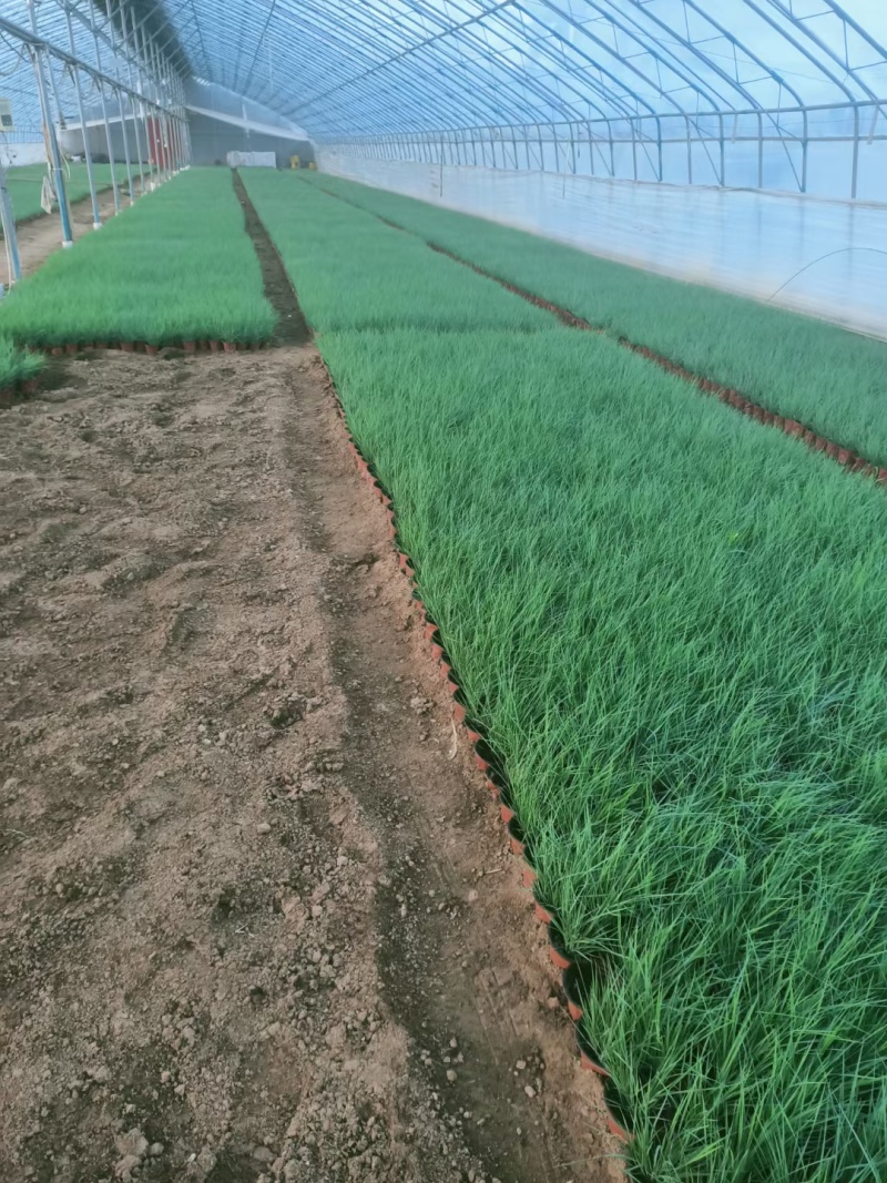毛冠草糖蜜草常年销售各种绿化苗木基地直销。