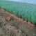 毛冠草糖蜜草常年销售各种绿化苗木基地直销。