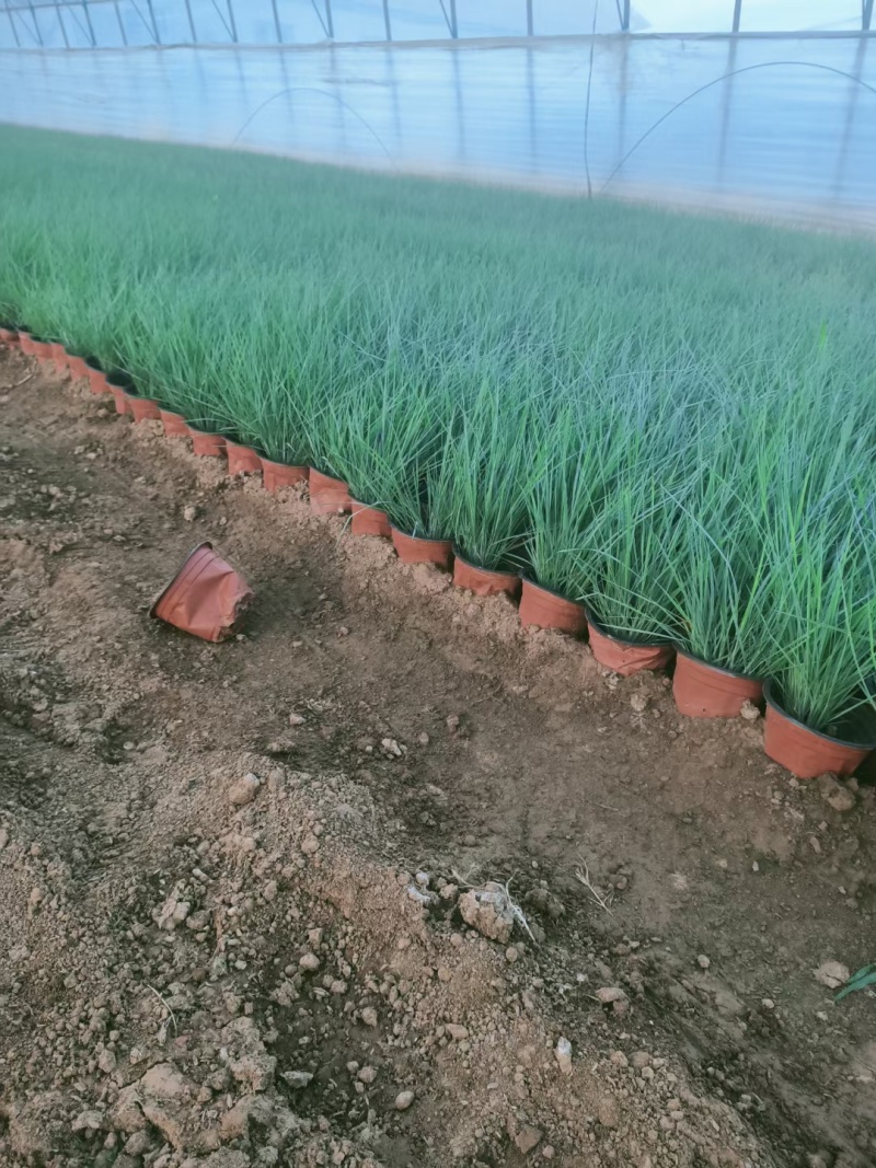 毛冠草糖蜜草常年销售各种绿化苗木基地直销。