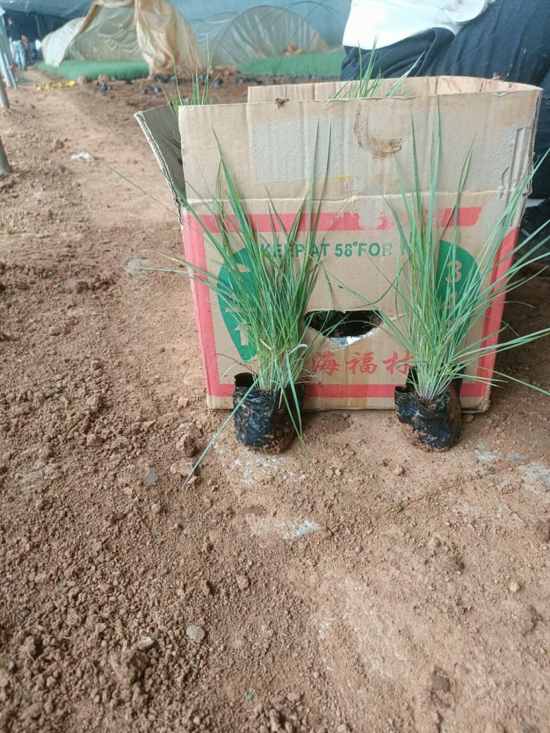 毛冠草糖蜜草常年销售各种绿化苗木基地直销。