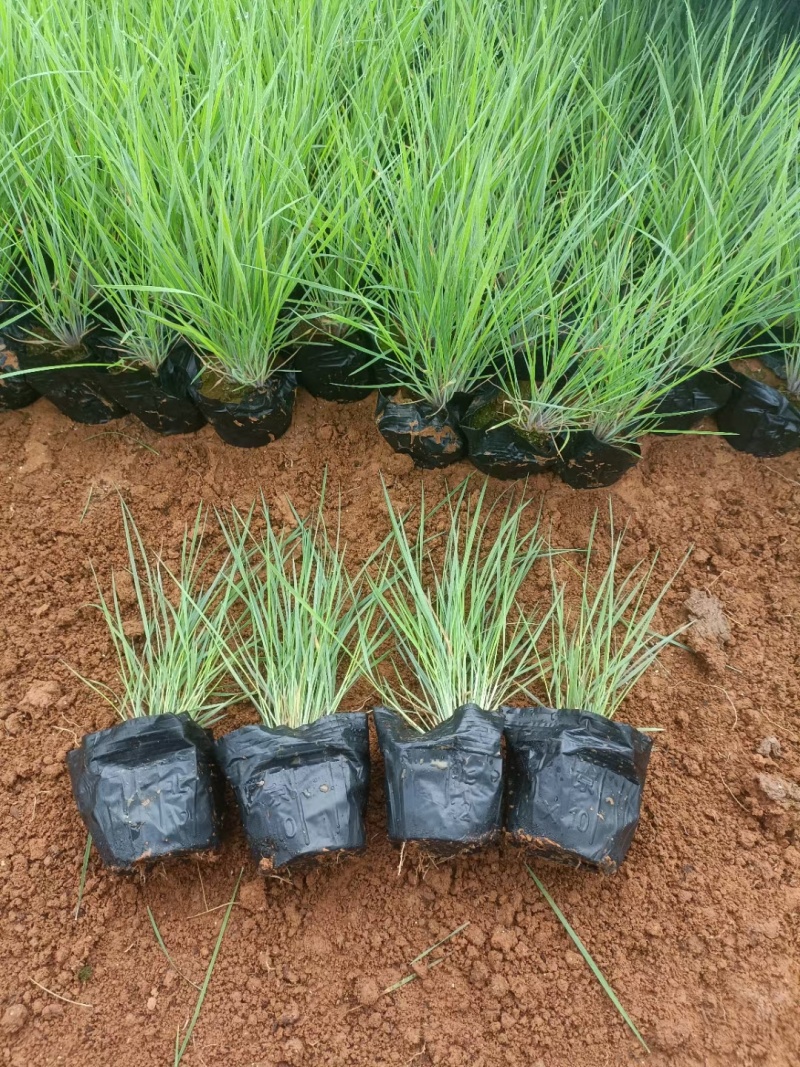 毛冠草糖蜜草常年销售各种绿化苗木基地直销。