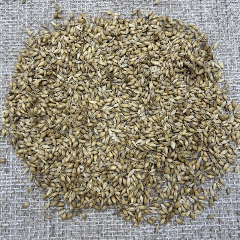 供应麦芽生麦芽散装选货产地直供中药材批发支持拿样品批发各