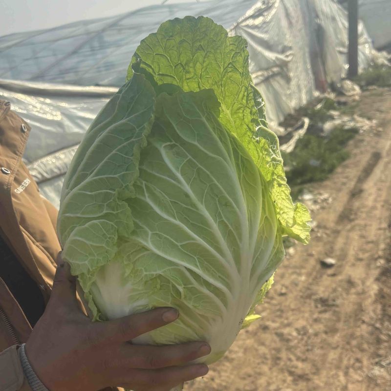 青州黄心大白菜大批量上市！