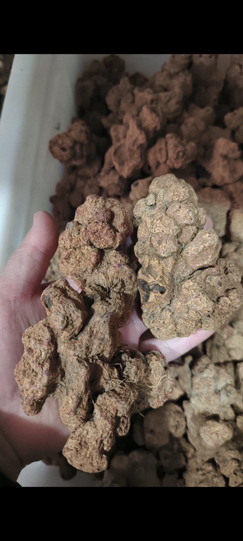 朱砂莲蛇莲朱砂连干货透水雷朱砂连牛血莲产地直销量大从优
