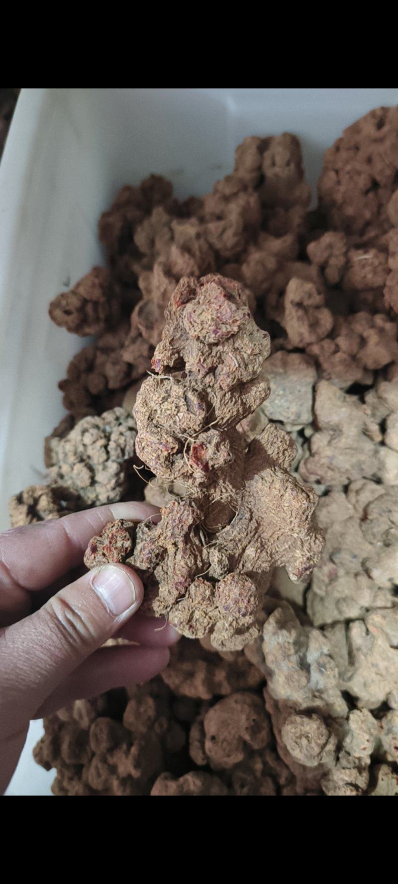 朱砂莲蛇莲朱砂连干货透水雷朱砂连牛血莲产地直销量大从优