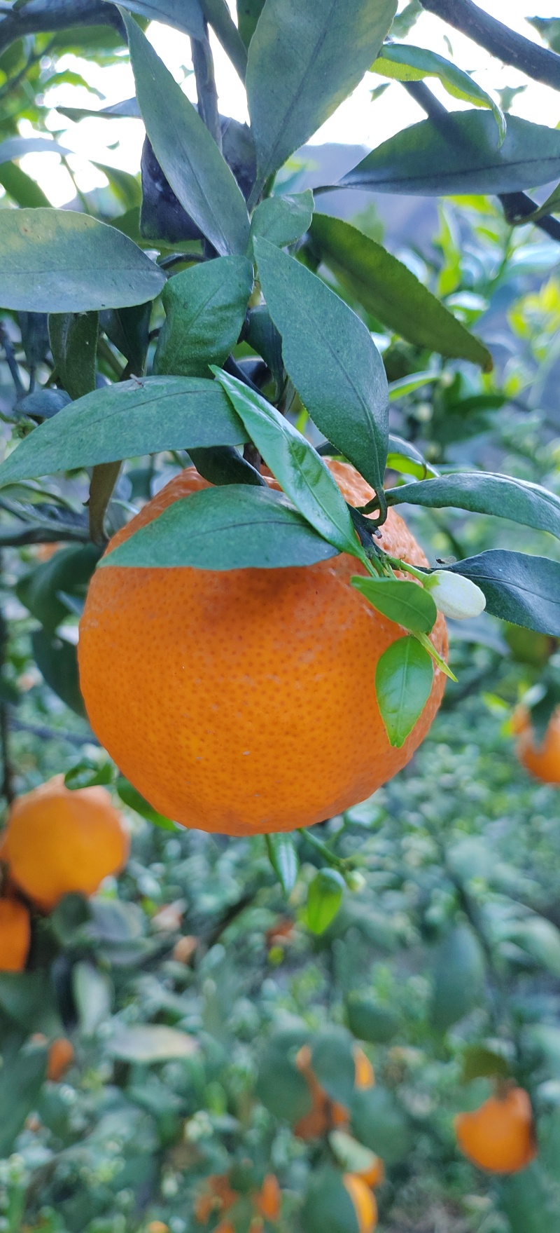 高山花果同树的黄果柑，果面干净，皮薄肉厚，价格便宜。