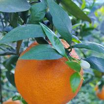 高山花果同树的黄果柑，果面干净，皮薄肉厚，价格便宜。