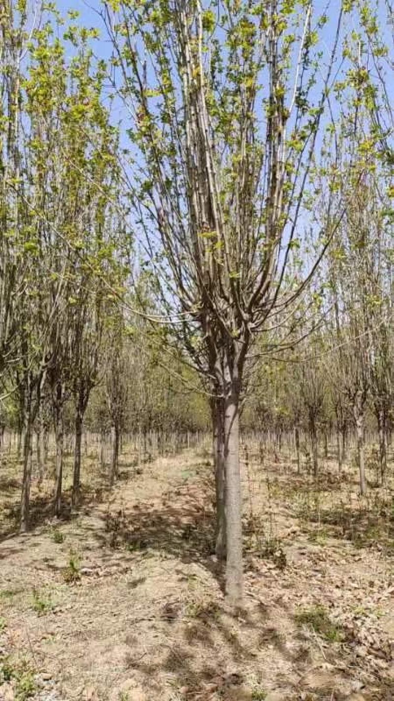 清地处理一级精品分支点1米的4-6西府海棠3万棵