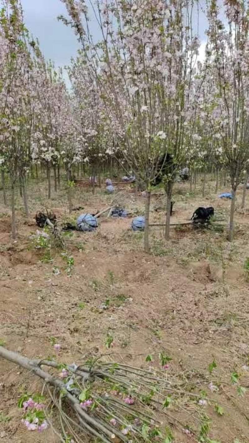 清地处理一级精品分支点1米的4-6西府海棠3万棵
