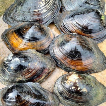 河蚌