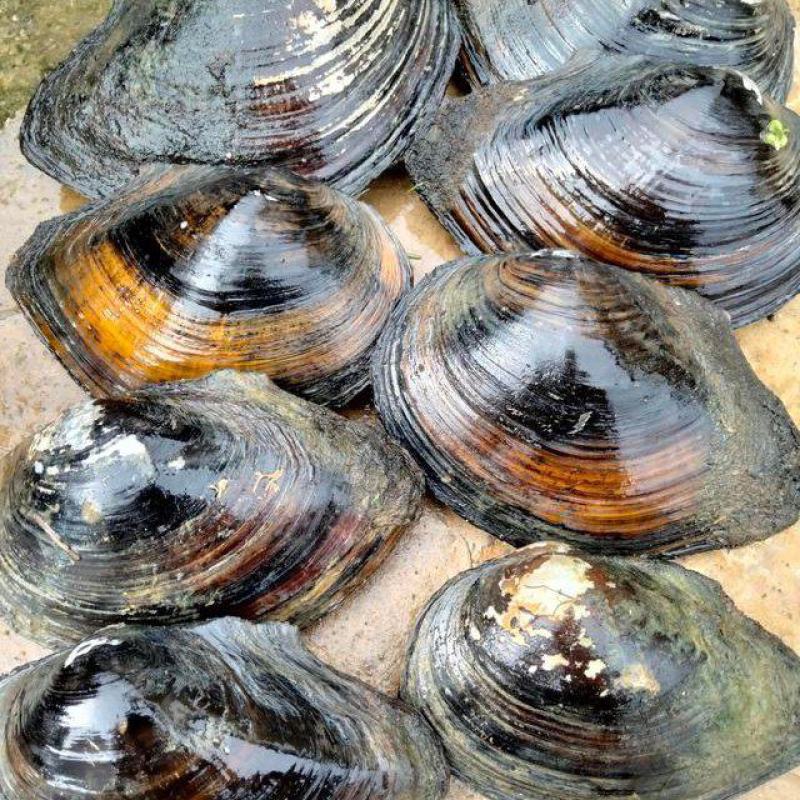 河蚌