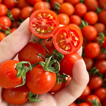 四季圣女果鲜活小番茄超甜小西红柿新鲜当季水果非千禧批发价
