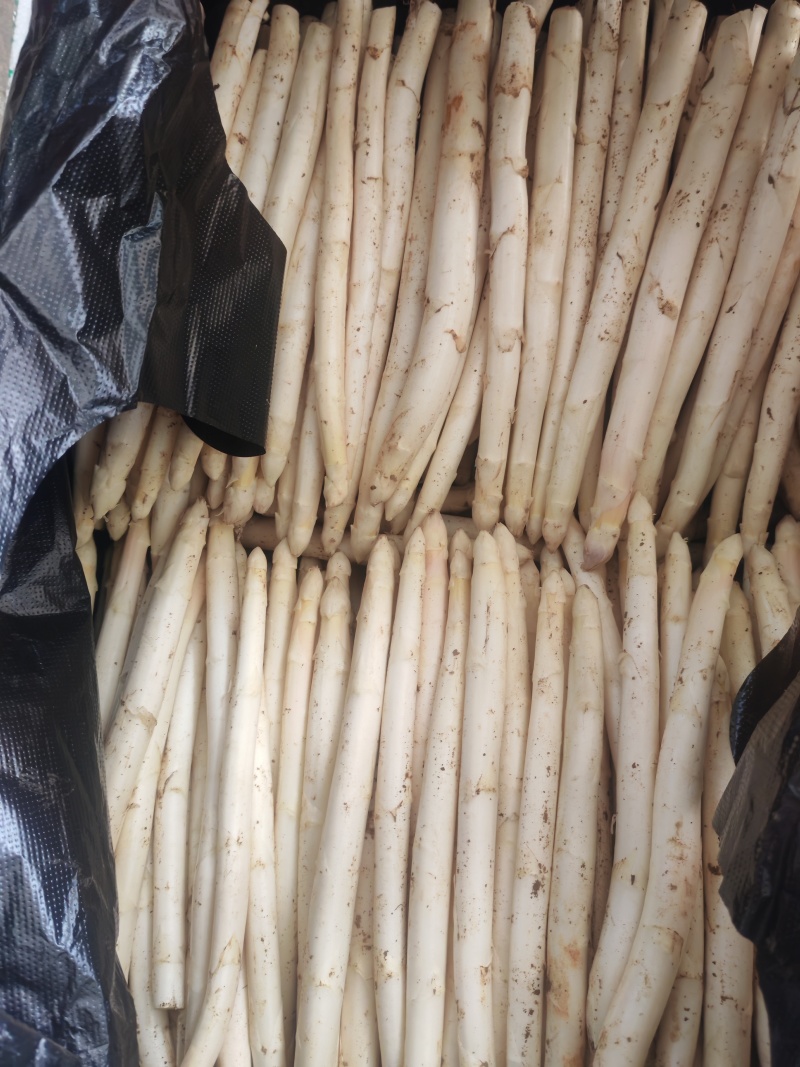 新鲜应季蔬菜白芦笋头茬春芦笋现挖现发酒店西餐厅特菜食材市
