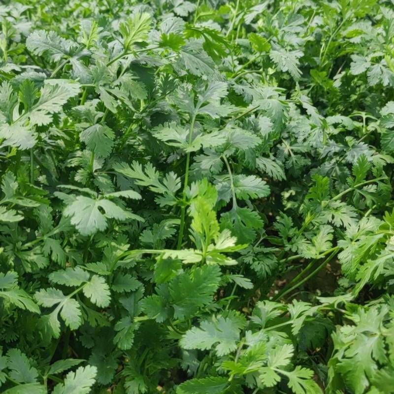 脱水香菜