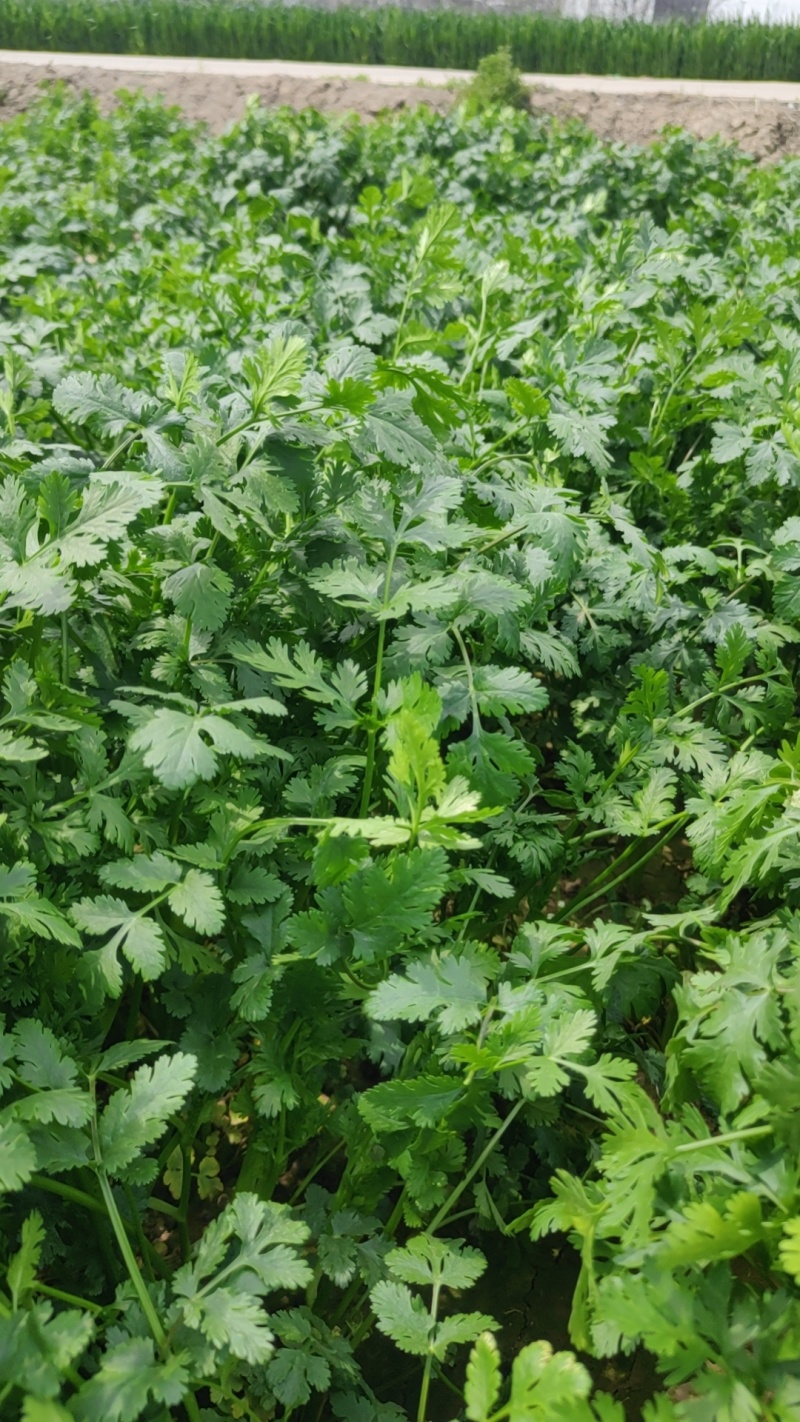 脱水香菜
