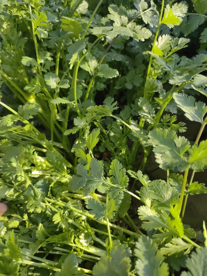 脱水香菜