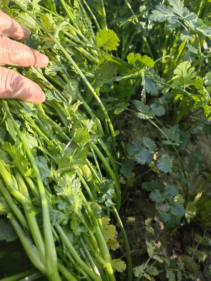 脱水香菜