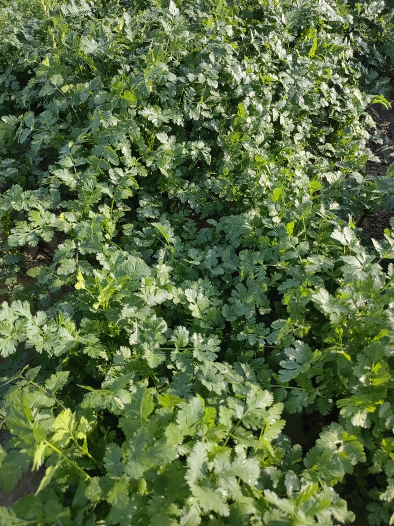 脱水香菜