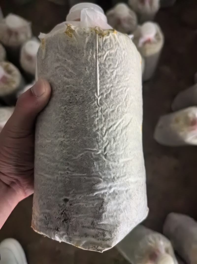 灵芝菌种灵芝菌包鹿茸芝菌棒灵芝菌棒辅料全高质量源头厂家